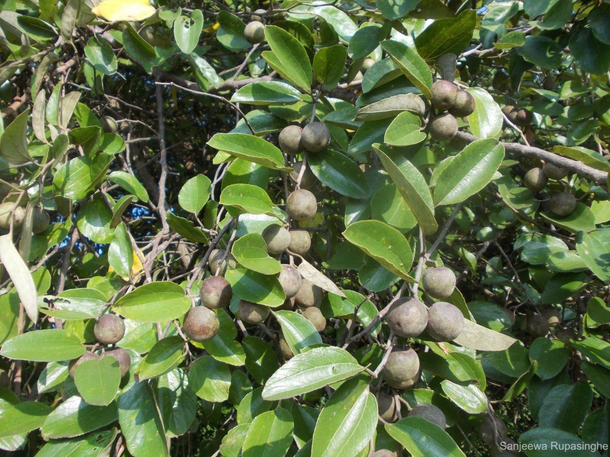 Ziziphus xylopyrus (Retz.) Willd.